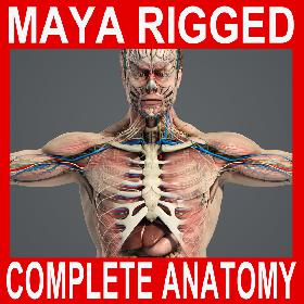 MAYA RIGGED Complete Male Anatomy PACK